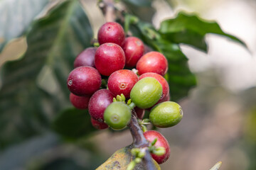 Red coffee cherries on the tree near Lake Atitlan.