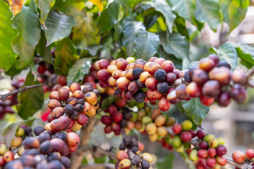 Red coffee cherries on the tree near Lake Atitlan.