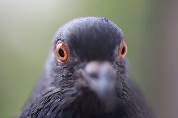 Pigeon closeup portrait, bird on the window, summer day, pigeon beautiful portrait, pigeons eyes in macro, Extreme Close Up