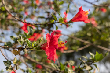Red hibiscus flowers on a bush.