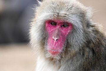 Japanese Macaque Monkey - Kyoto Japan