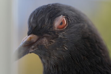 The dove closes its eyes, Pigeon closeup portrait, bird on the window, summer day, pigeon beautiful portrait, pigeons eyes in macro, Extreme Close Up