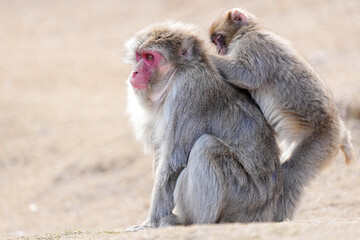 Japanese Macaque Monkey - Kyoto Japan