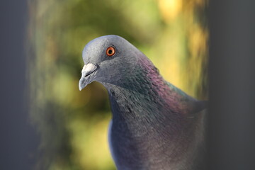 Male Pigeon closeup portrait, bird on the window, summer day, pigeon beautiful portrait, pigeons eyes in macro, Extreme Close Up