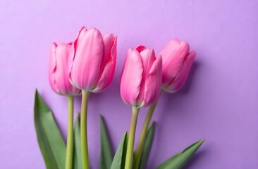 Fototapeta premium Pink tulips on a lilac background. Spring flowers. Spring card. Postcard for Women's Day and Mother's Day.