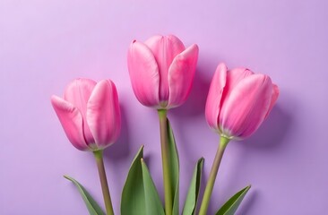 Pink tulips on a lilac background. Spring flowers. Spring card. Postcard for Women's Day and Mother's Day.
