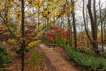The path less traveled in the Japanese Garden in the fall graced with yellow and red leaves.