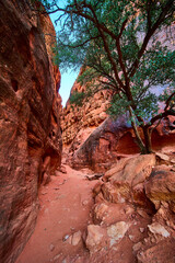 Red Sandstone Canyon with Lone Tree in Snow Canyon at Eye-Level
