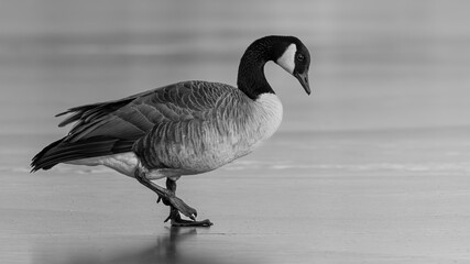 Canada goose on frozen lake