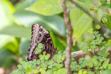 Butterfly on plants in Guatemala.