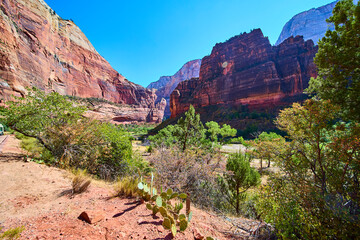 Zion National Park Red Rock Canyons and Cactus Eye Level View