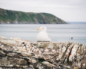 Seagull on stone wall with sea in background