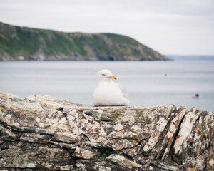 Seagull on stone wall with sea in background