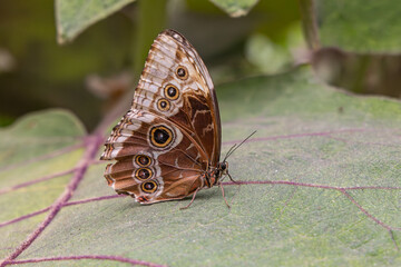 Fototapeta premium Butterfly on plants in Guatemala.