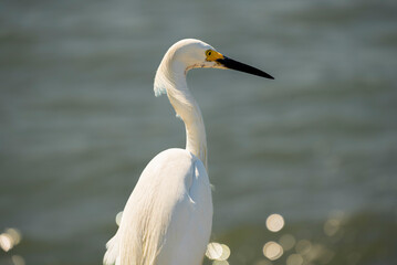 great white heron