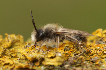 Closeup on a male grey hairy Nycthemeral mining bee, Andrena nycthemera on a lichen covered piece of wood