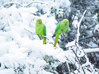 Green Parakeet on snow covered branch © Matthew
