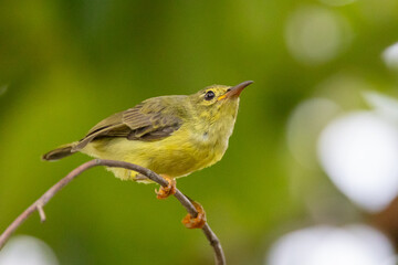Fototapeta premium Tiny Songbird on Branch: A tiny yellow and green songbird perches gracefully on a slender branch, its bright eyes fixed on the surrounding foliage.