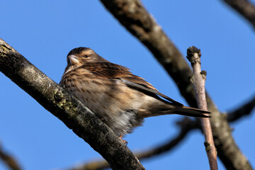 Common Linnet (Linaria cannabina), typically found in open habitats and hedgerows. Bull Island, Dublin.