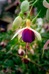 Close-Up of Vibrant Fuchsia Flower in Bloom
