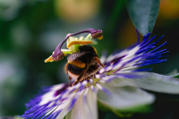 Bumblebee Pollinating a Passion Flower in a Natural Garden Setting