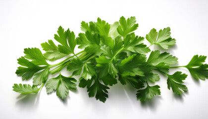 A scatter of fresh parsley leaves with intricate details, their vibrant green hues and fine textures clearly visible against a clean white background, showcasing the freshness and beauty of the herb.
