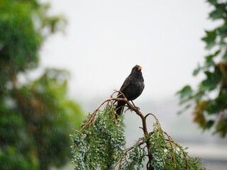 Blackbird on top of tree in the rain
