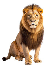 Obraz premium Lion is sitting on a white background