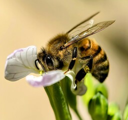 Honeybee pollinating a delicate flower