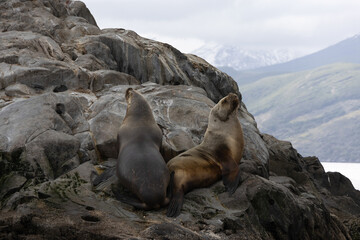 Fototapeta premium perfect cute models