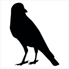 Bird Crow Silhouette Vector illustration