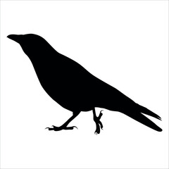 Bird Crow Silhouette Vector illustration