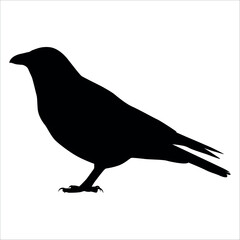 Bird Crow Silhouette Vector illustration
