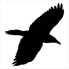 Bird Crow Silhouette Vector illustration