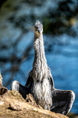 A Grey Heron Ardea cinerea Stands Alert by the Lake in Heaton Park, Manchester Salford UK 