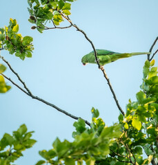 A parrot bird The rose-ringed parakeet, also known as the ring-necked parakeet, perching on a tree branch