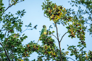 A parrot bird The rose-ringed parakeet, also known as the ring-necked parakeet, perching on a tree branch