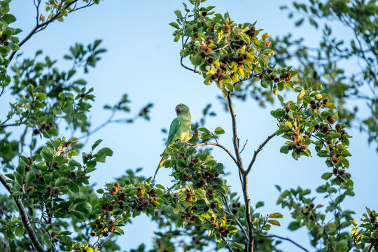 A parrot bird The rose-ringed parakeet, also known as the ring-necked parakeet, perching on a tree branch