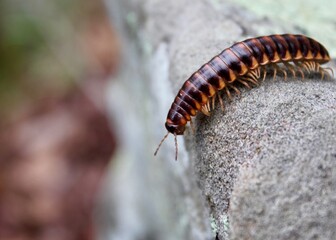 The Kentucky flat millipede on an outdoor rock.