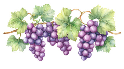 Fototapeta premium watercolor illustration of purple grape with leaves isolated on white background