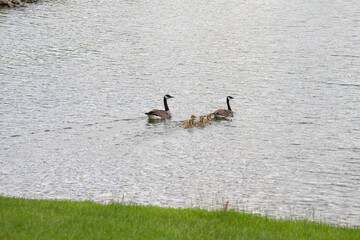 Geese with their baby goslings goose