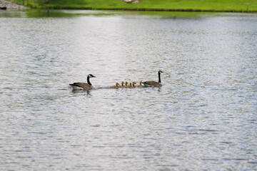 Geese with their baby goslings goose