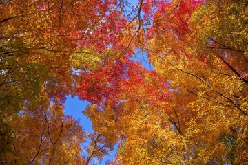 青空バックに見上げるカラフルなモミジの紅葉情景