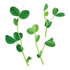 Pea Sprouts Pea Shoots Microgreens Immature Salad Greens hand drawn vector illustration isolated 