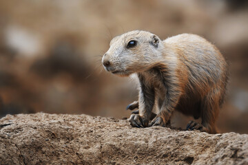 Black-tailed prairie dog (Cynomys ludovicianus)