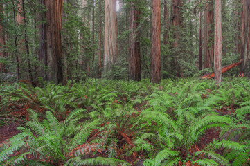 Ferns and redwoods in Jedediah Smith Redwoods State Park