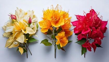 Vibrant bougainvillea flower arrangement indoor studio floral photography bright colors close-up nature beauty