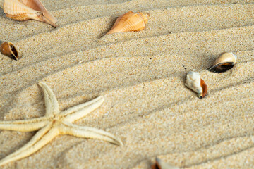 Coastline with starfish and shell copy space