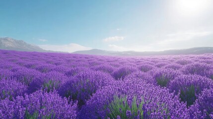 Obraz premium A lush violet field of lavender under a clear blue sky, capturing the vibrant hue.
