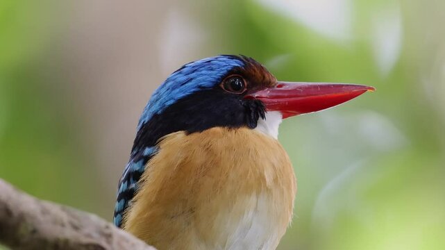 Nature wildlife image of Male Banded kingfisher (Lacedo pulchella) perching on tree branch